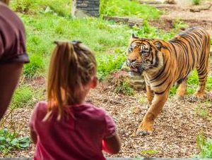 Chessington World of Adventures Resort