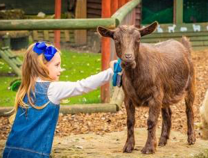 Chessington World of Adventures Resort