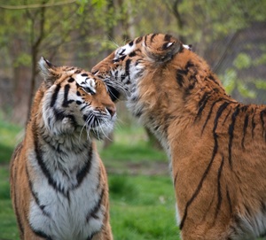 Knowsley Safari