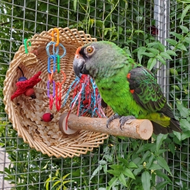 Parrot Essentials