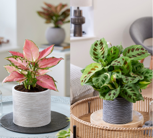 Plants For All Seasons