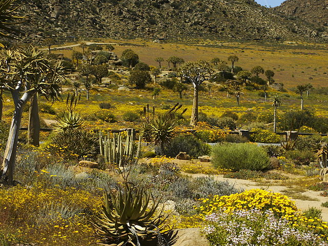 South Africa Spring flowers in Namaqualand