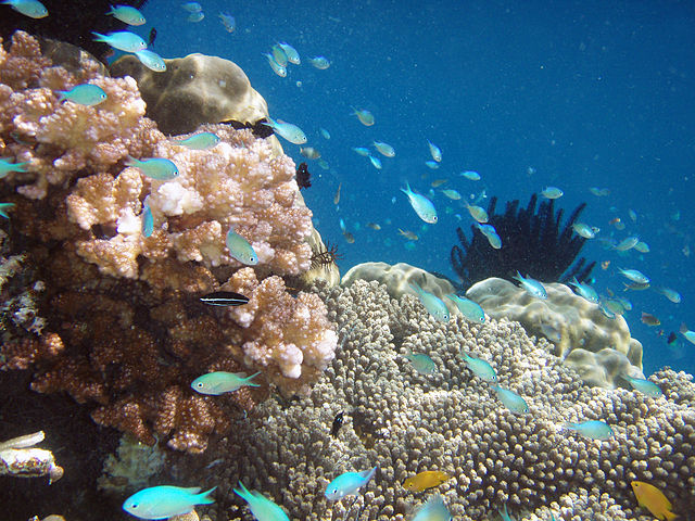 Indonesia Raja Ampat Islands, one of the world's richest marine biodiversity
